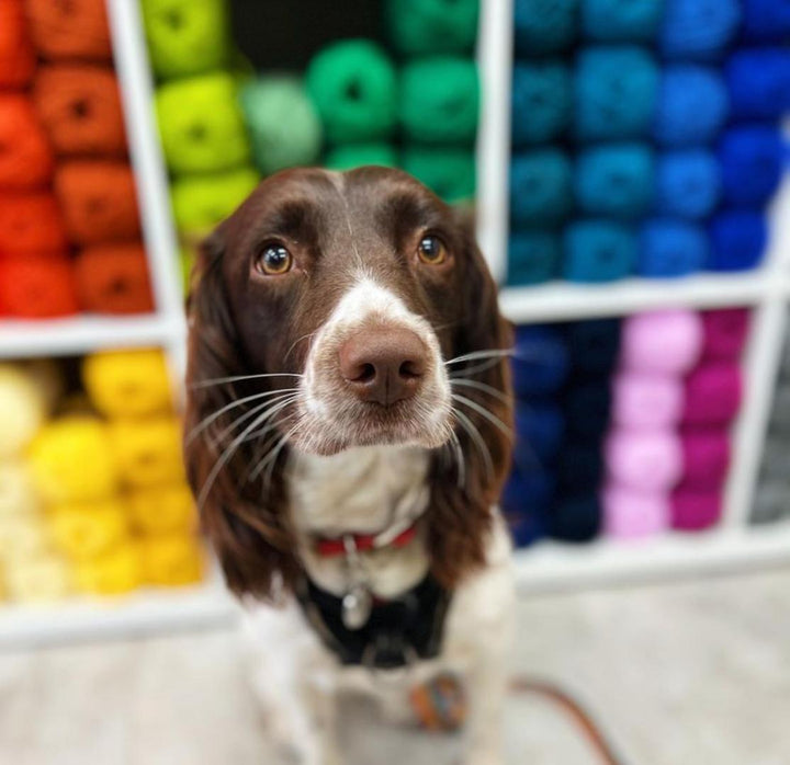 Ruby the spaniel at Magpie and Hook