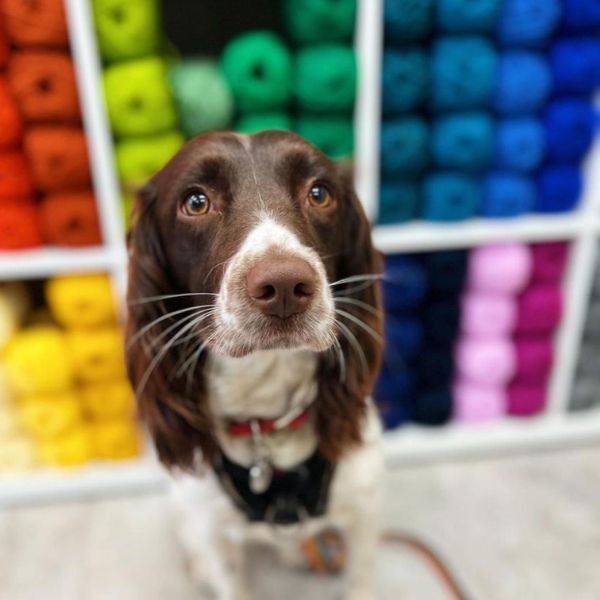 Ruby, the springer spaniel  from Magpie and Hook